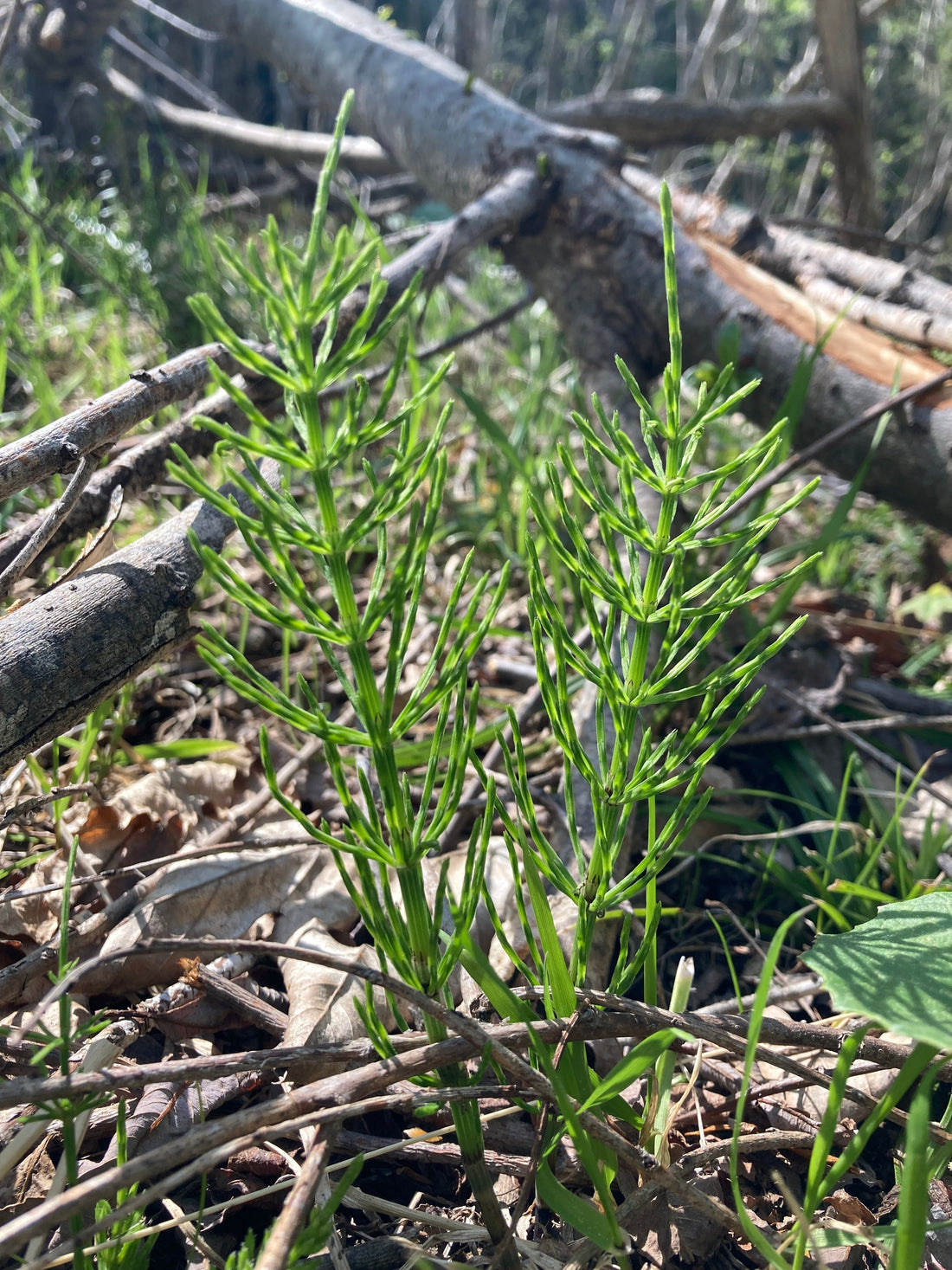 究極の自然栽培茶「スギナ茶」を作る🌿