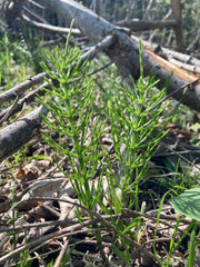 究極の自然栽培茶「スギナ茶」を作る🌿