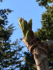 野生きのこと野草のパワー