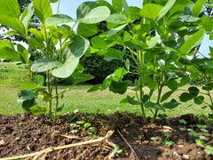 順調に育ってます🌱🙆‍♂️