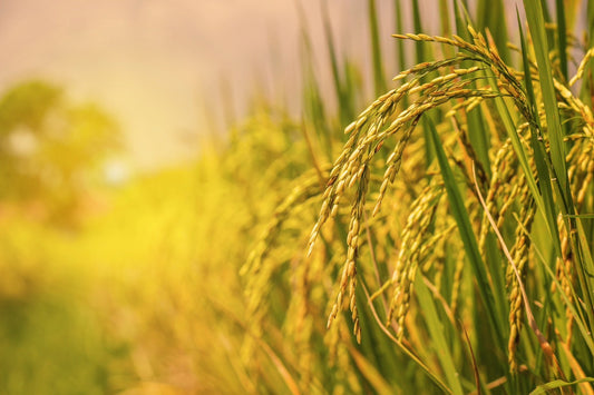 「一粒一粒に、ありがとう。── 日本人とお米の、長い物語。」🌾